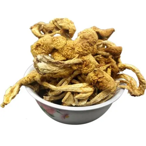 滑子菇