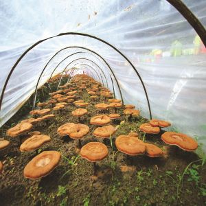 灵芝种植基地